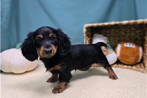 Delilah - Dachshund, Tweenie for sale