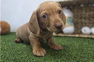 Avery - Dachshund, Tweenie for sale