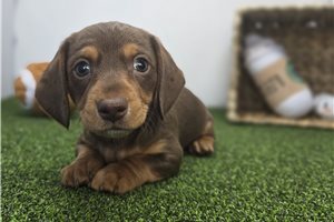 Amelia - puppy for sale