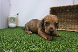Cameron - Tweenie Dachshund for sale