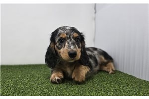Gregory - Dachshund, Tweenie for sale