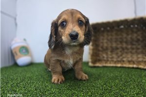 Finn - Dachshund, Tweenie for sale