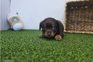 Alice - Dachshund, Tweenie for sale