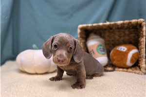 Fonzie - Dachshund, Tweenie for sale