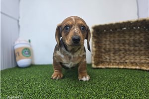 Figaro - Tweenie Dachshund for sale
