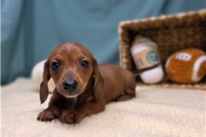 Ellie - puppy for sale