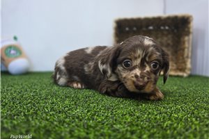 Aaron - Dachshund, Tweenie for sale