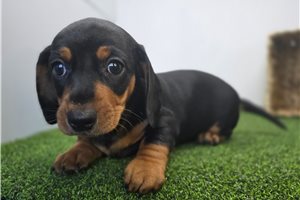 Faith - Dachshund, Tweenie for sale