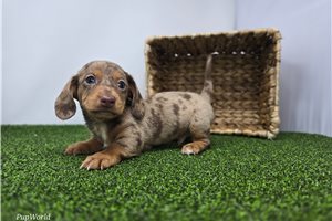 Cooper - Tweenie Dachshund for sale