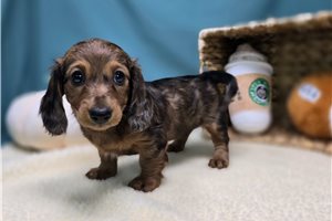 Dorothy - Dachshund, Tweenie for sale