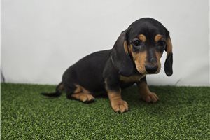 Gianna - Dachshund, Tweenie for sale