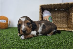 Frost - Dachshund, Tweenie for sale