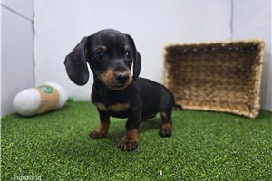 Haven - Dachshund, Tweenie for sale