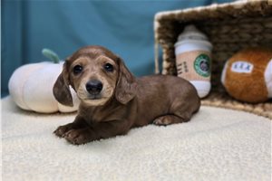 Daphne - Dachshund, Tweenie for sale