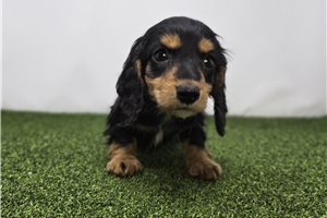 Giovanni - Dachshund, Tweenie for sale