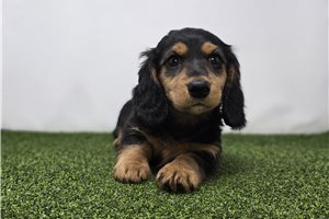 Giselle - Dachshund, Tweenie for sale