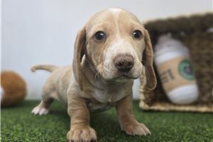 Alex - Dachshund, Tweenie for sale