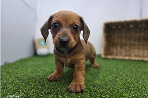 Charlotte - Tweenie Dachshund for sale