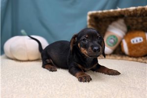 Ervin - puppy for sale