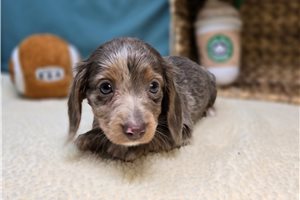 Freya - puppy for sale