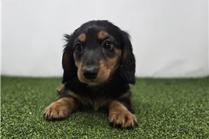 Georgia - Dachshund, Tweenie for sale
