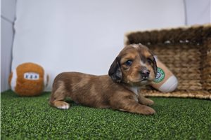 Finn - Dachshund, Tweenie for sale