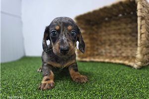 Caleb - Dachshund, Tweenie for sale