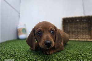 Finley - Tweenie Dachshund for sale