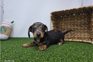 Carter - Dachshund, Tweenie for sale