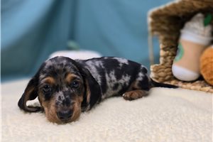 Daniel - Dachshund, Tweenie for sale
