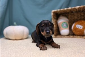 Enola - Dachshund, Tweenie for sale