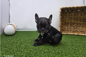 Esme - Frenchton for sale