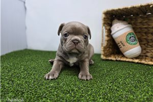 Amelia - Frenchton for sale