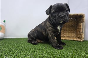Aurora - Frenchton for sale