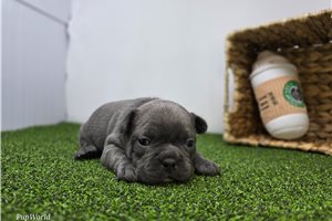 Adeline - Frenchton for sale