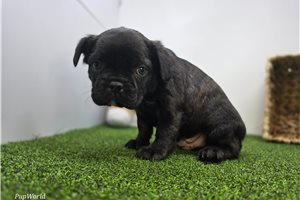 Anthony - Frenchton for sale