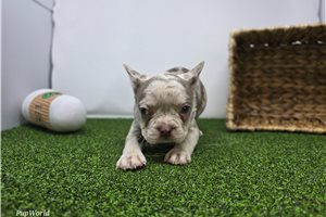 Ethan - Frenchton for sale