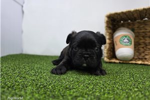 Anthony - Frenchton for sale