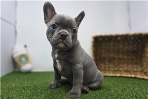 Adeline - Frenchton for sale