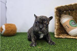 Elliott - Frenchton for sale