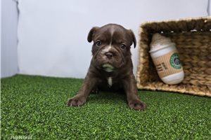 Aria - Frenchton for sale