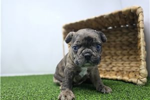 Ford - Frenchton for sale