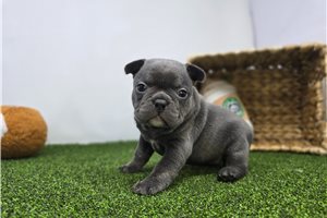Ella - Frenchton for sale