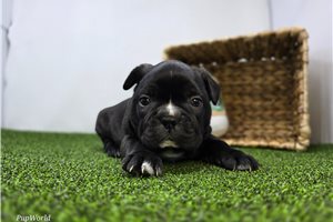 Asher - Frenchton for sale