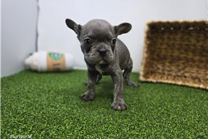 Elizabeth - Frenchton for sale
