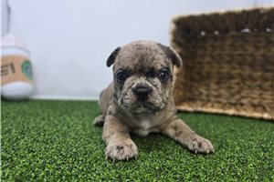 Foster - puppy for sale