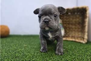 Elizabeth - Frenchton for sale
