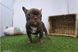 Echo - Frenchton for sale