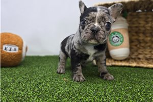 Elvis - Frenchton for sale
