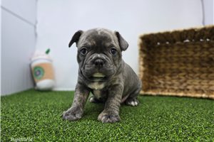 Abigail - Frenchton for sale